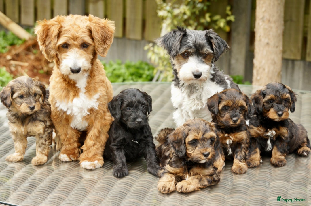 Maltipoo honden ter dekking: Dekreutje maltipoo, sjefke niet te koop. - Advertentie 8