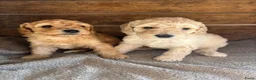 Kruising honden te koop: Australian Labradoodle multigen mini/medium - Advertentie 10