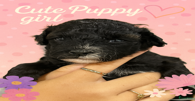 Maltipoo honden - Advertentie 15