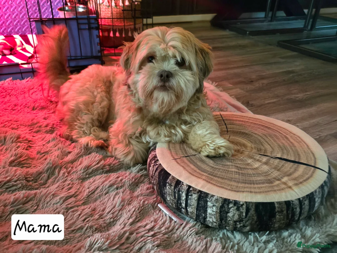 Kruising honden te koop: Boomer pups 14-1 geboren (Shih-Tzu x Boomer) - Advertentie 22