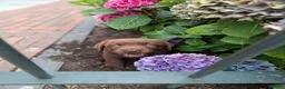 Labrador Retriever honden te koop: Raszuivere bruine labrador pups  - Advertentie 26