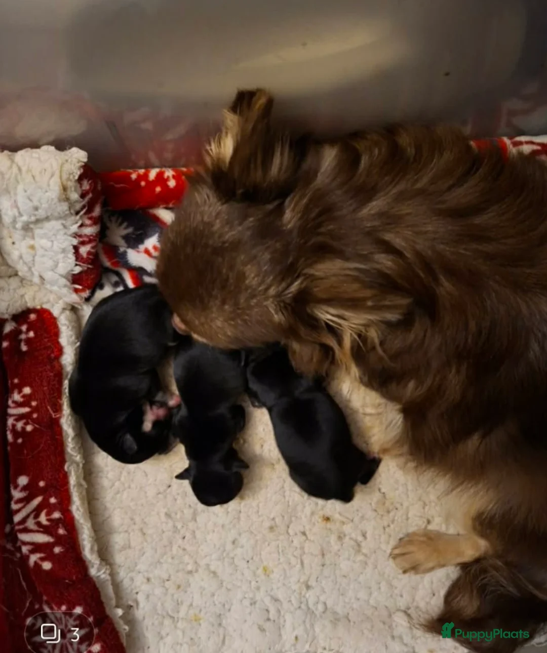 Chihuahua honden te koop: Chihuahua  - Advertentie 2