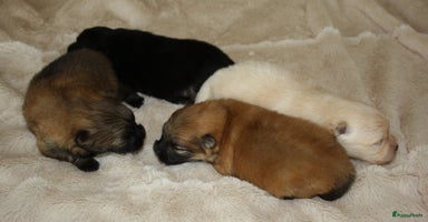 Pomeriaan honden - Advertentie 2