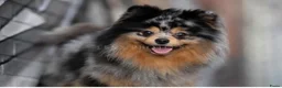 Kruising honden te koop: Pomeriaan pups black en tan & merle - Advertentie 11