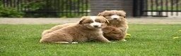 Nova Scotia Duck Tolling Retriever honden te koop: Nova Scotia Duck Tolling Retriever pups # Toller - Advertentie 13