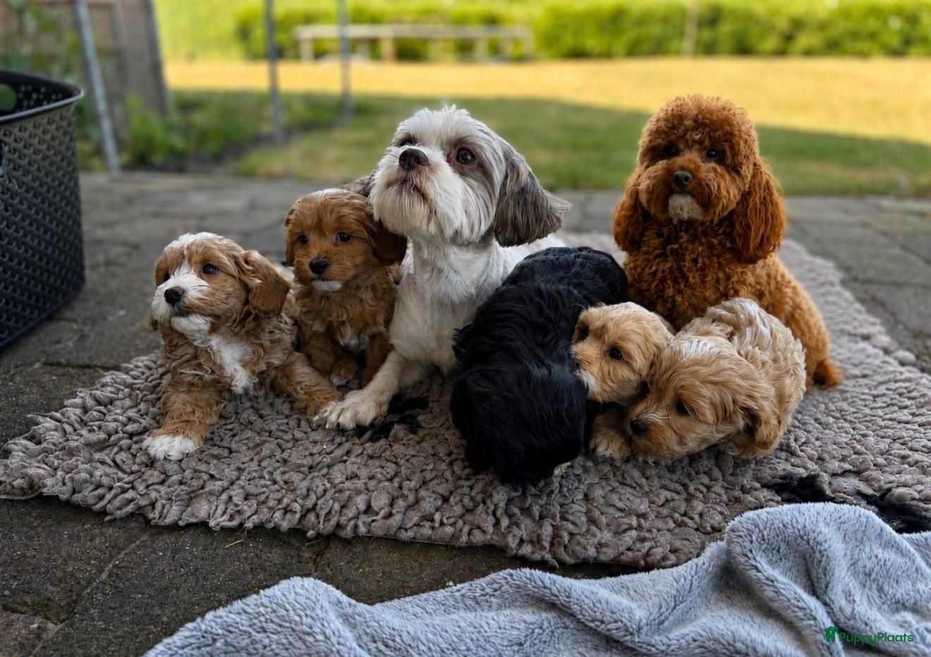 Kruising honden Prachtig nest Maltipoo/Boompoo - Advertentie 2