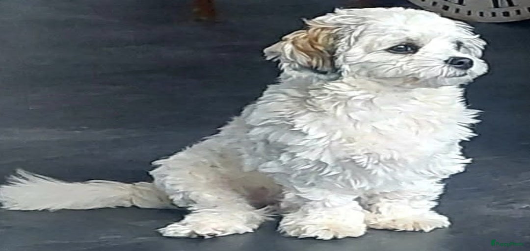 Galerij afbeelding {{count}}