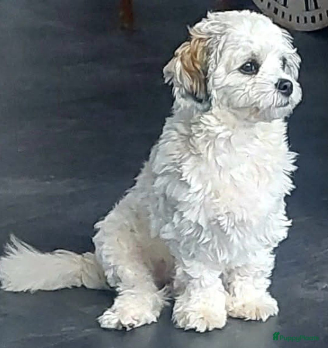 Galerij afbeelding {{count}}