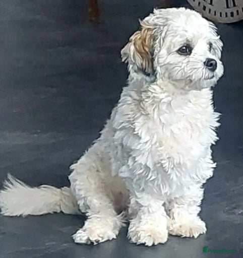 Galerij afbeelding {{count}}