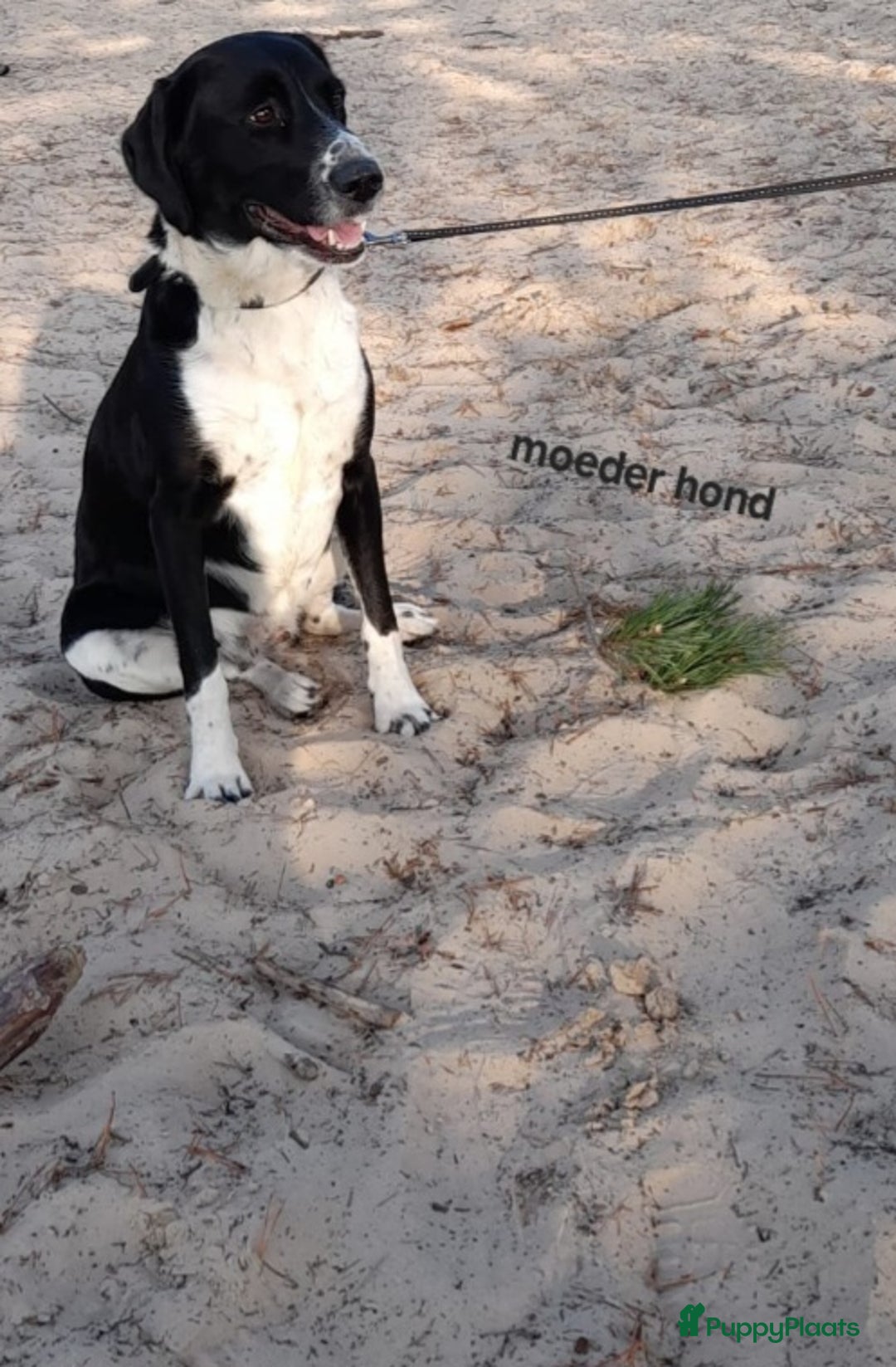 Labrador Retriever honden te koop: Mooie Pups Labrador/Duitsestaande Heidewachtel  - Afbeelding 4