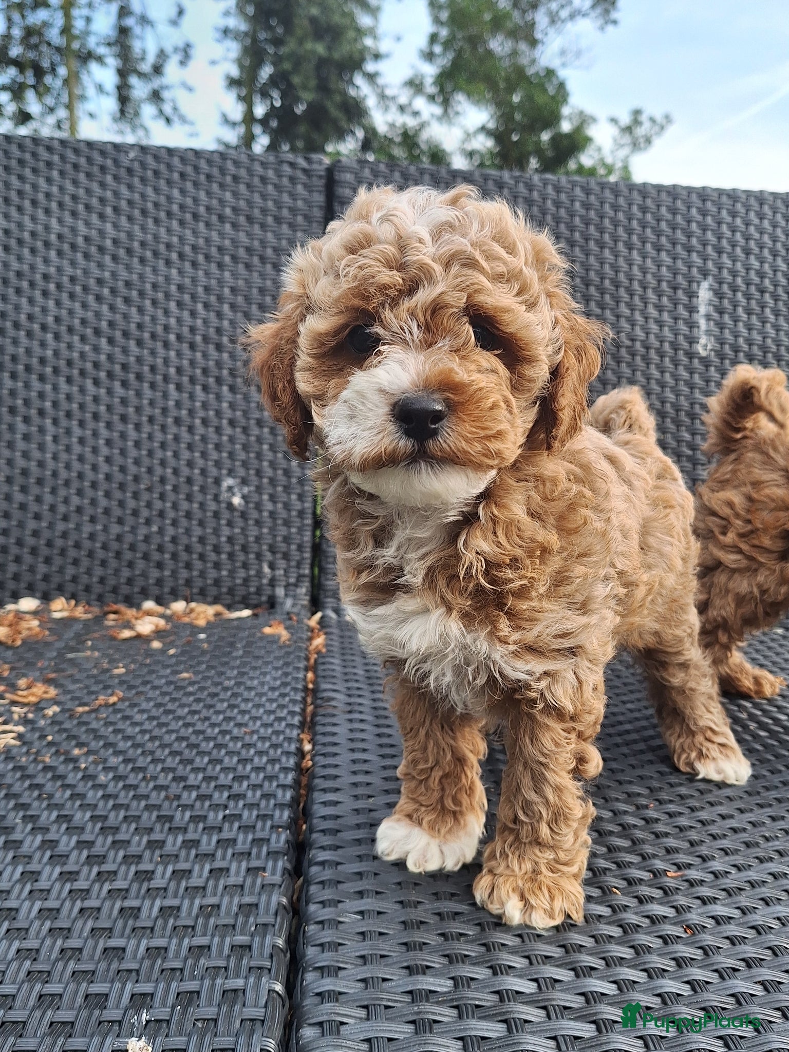 Maltipoo honden Schattige maltipoo pups zoeken een vijf ️⭐️huisje! - Advertentie 2