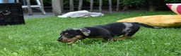Jack Russel Terriër honden te koop: lieve pups zoeken een nieuw huisje - Advertentie 19