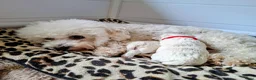 Bichon Frisé honden te koop: Prachtige Bichon Frisé met stamboom - Advertentie 13