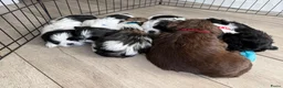 Shih Tzu honden te koop: Puppies te koop - Advertentie 7