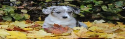 Welsh Corgi Cardigan honden te koop: Welsh corgi cardigan out of beautiful connection - Advertentie 8