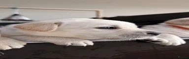 Labrador Retriever 4