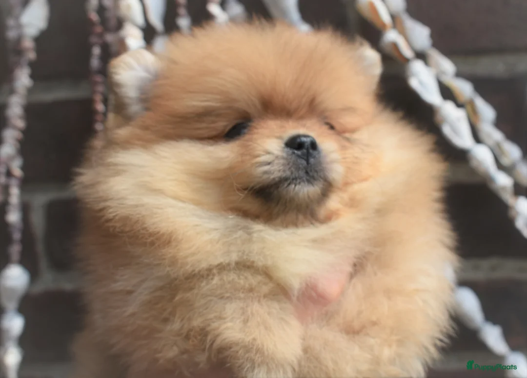 Galerij afbeelding {{count}}