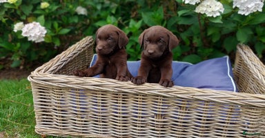 Labrador Retriever honden - Advertentie 7