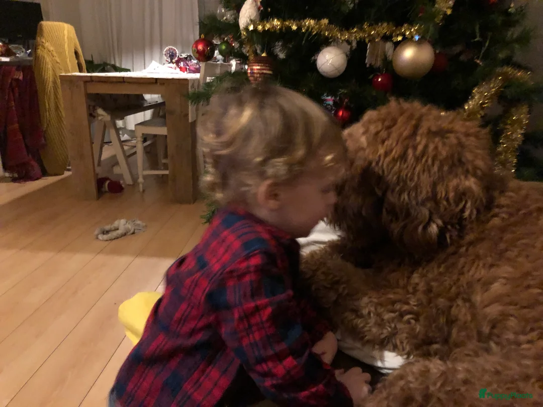 Labradoodle honden ter dekking: KNAPPE HALF AUSTRALIAN LABRADOODLE DEKREU PUK in Breda - Advertentie 16