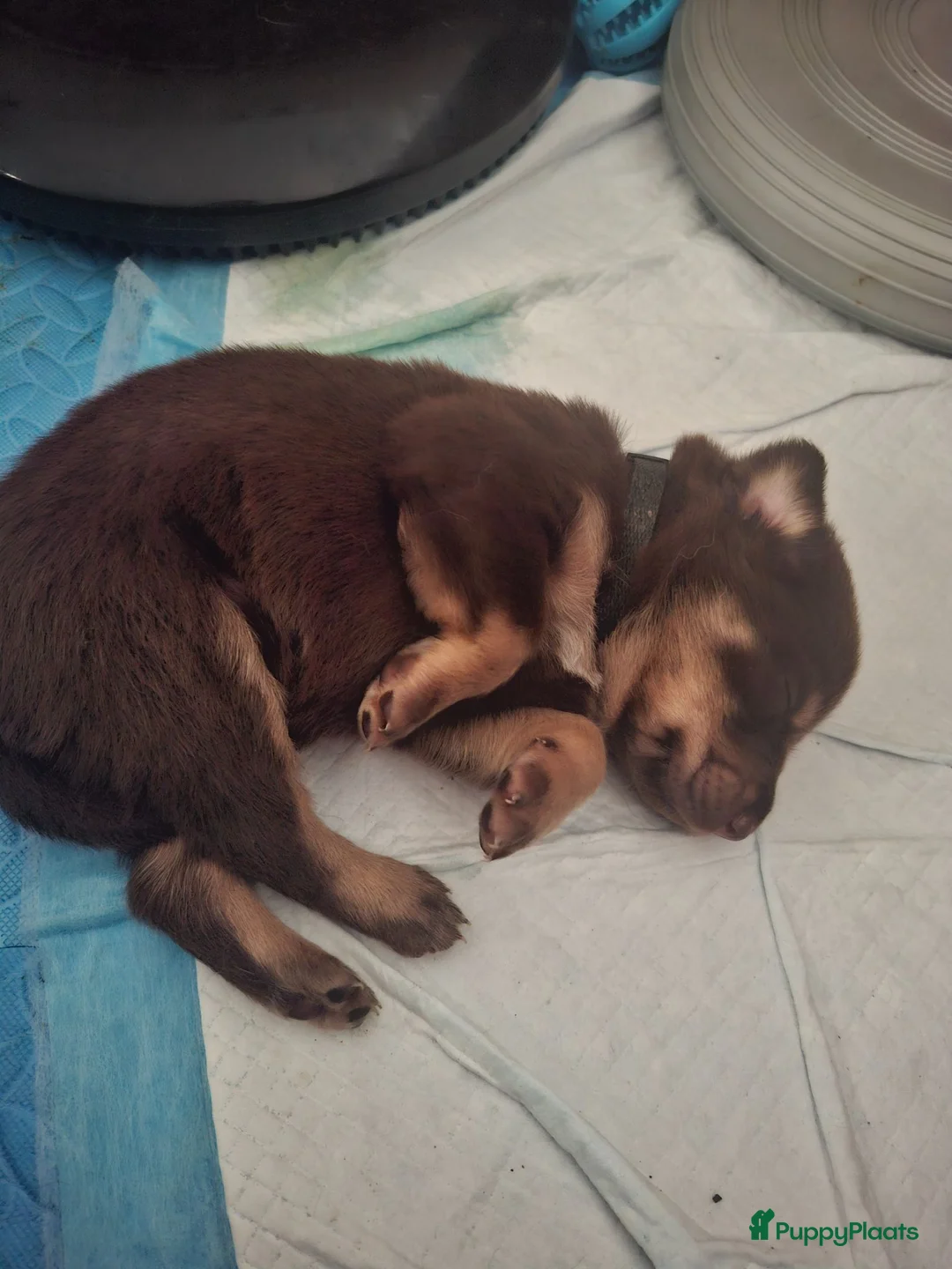 Australian Shepherd honden te koop: Mooie australian shepherd pups - Advertentie 23