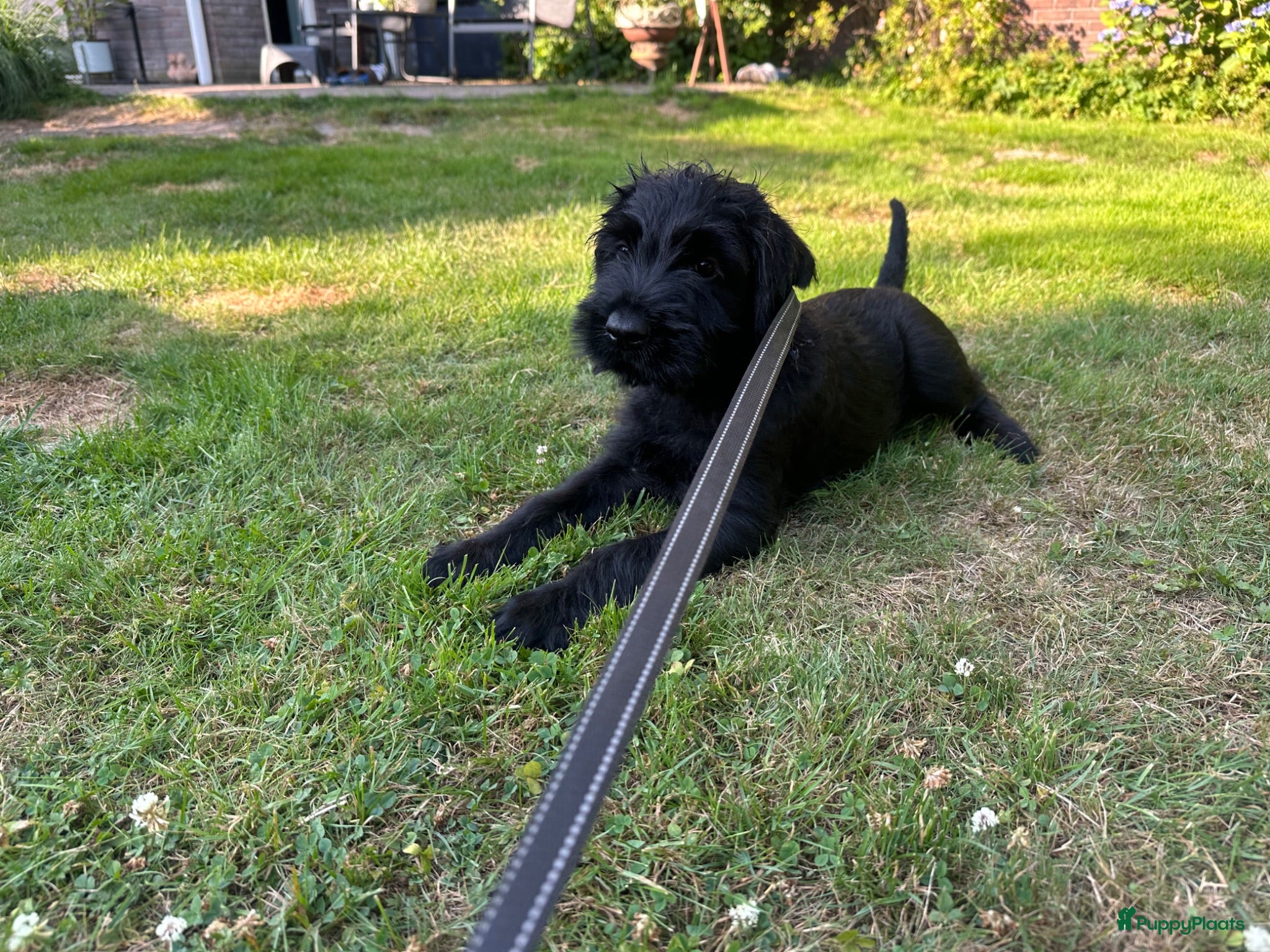 Riesenschnauzer honden Giant Schnauzer puppy met stamboom - Advertentie 2