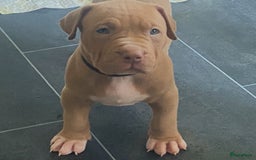 Amerikaanse Bully honden te koop: American Bully XL pups met ABKC stamboom - Afbeelding 14