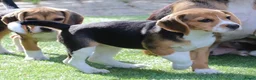 Beagle honden te koop: beagle pups  - Advertentie 6