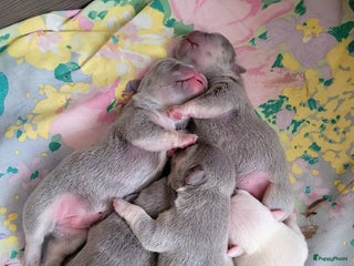 Franse Bulldog honden Franse buldog - Advertentie 1