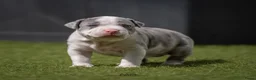 Amerikaanse Bully honden ter dekking: American Bully XL dekreu  - Advertentie 21