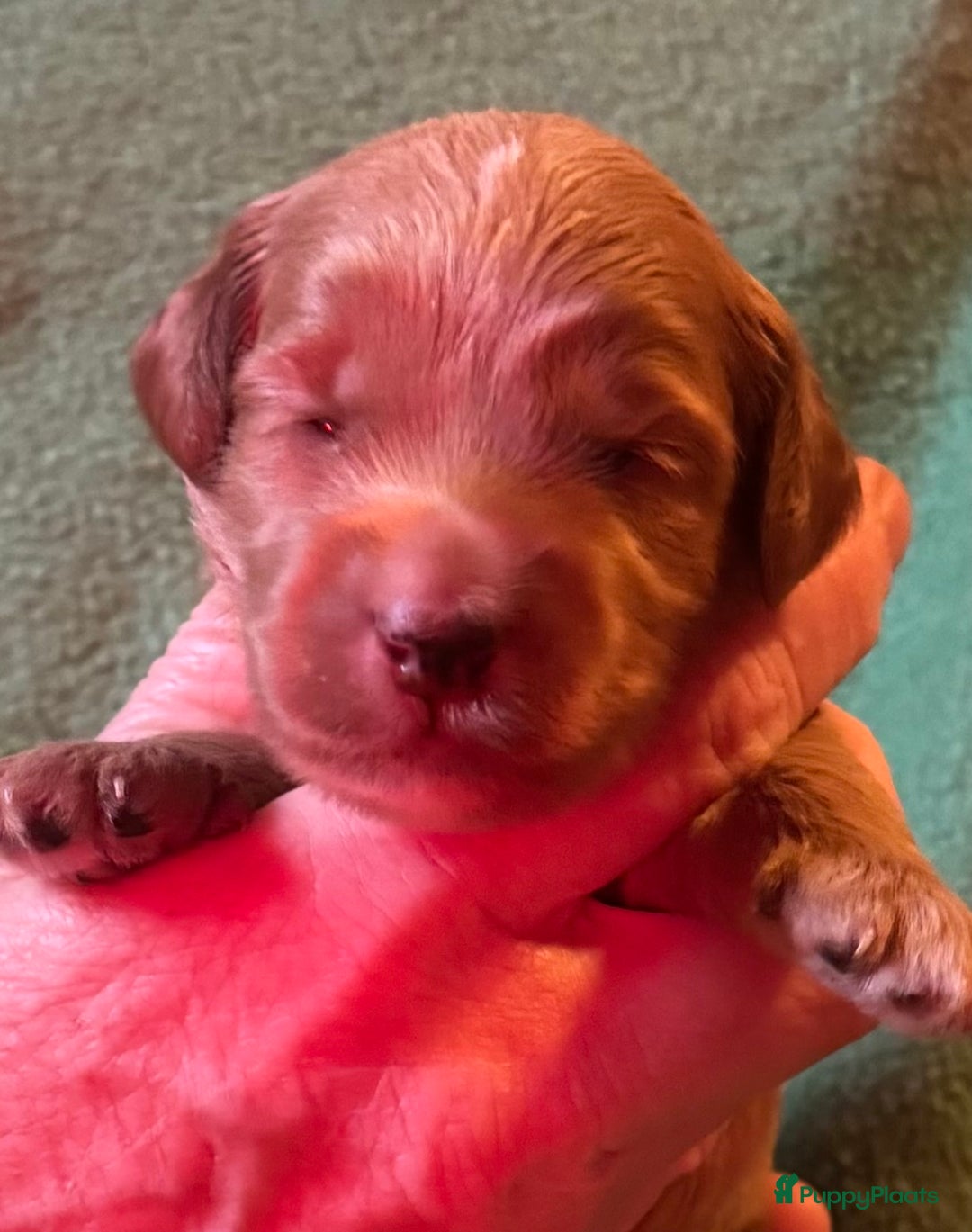 Australian Labradoodle honden te koop: Te koop mini Australian Labradoodles - Advertentie 9