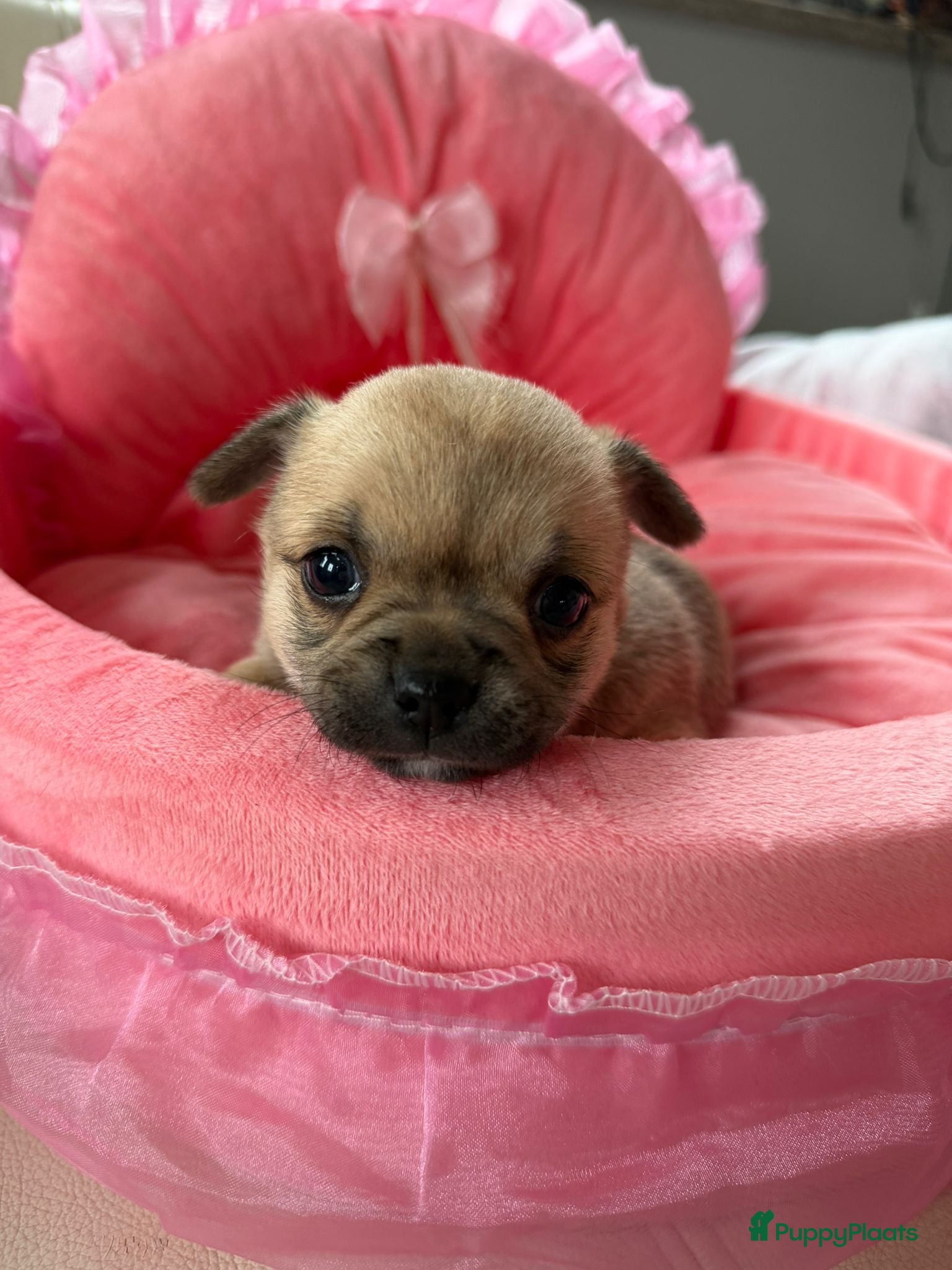 Chihuahua honden Chihuahua pups - Advertentie 2