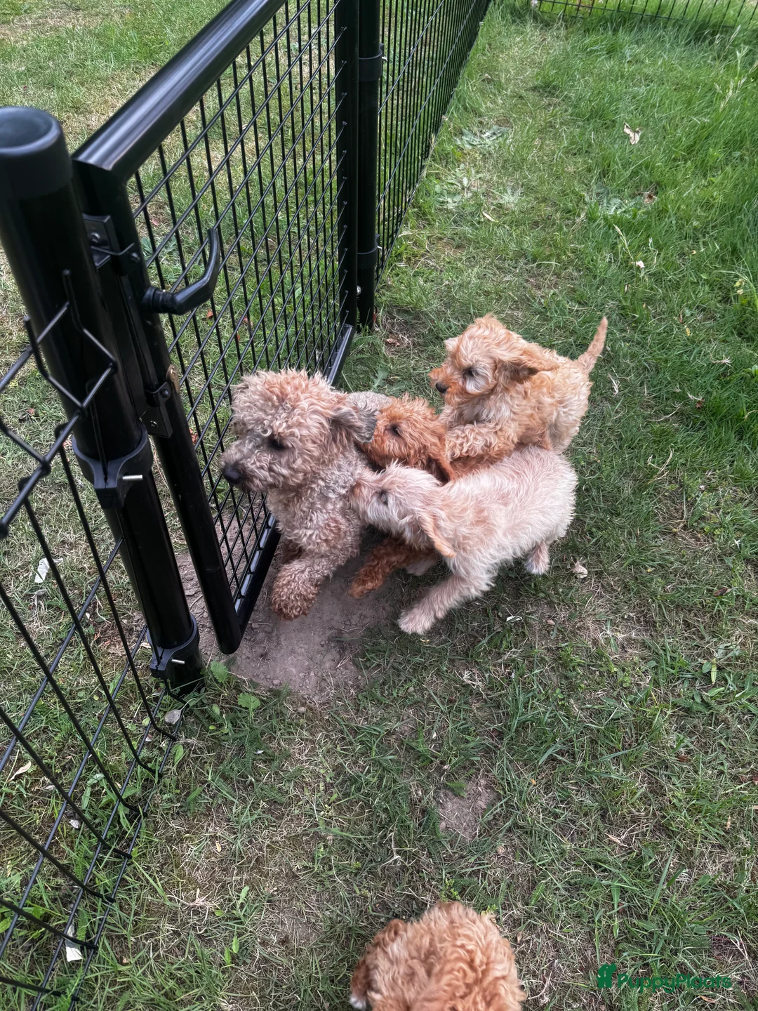Kruising honden te koop: Mini labradoodle x maltipoo - Advertentie 1