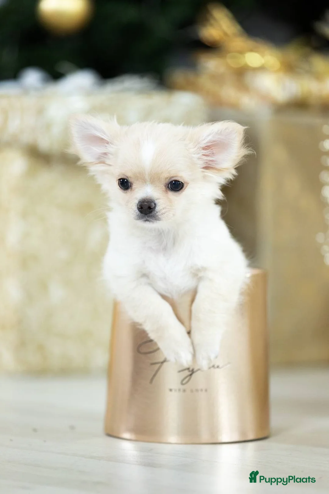 Chihuahua honden te koop:  Chihuahua pups  in Utrecht - Advertentie 2