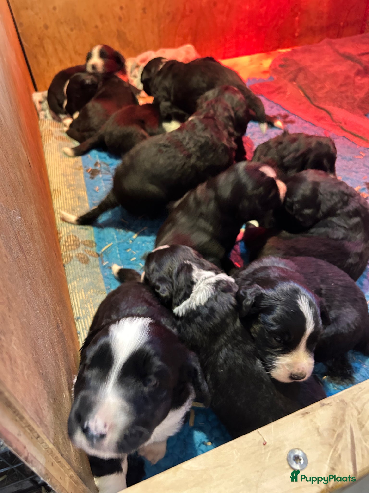 Kruising honden Kruising Berner Sennen x Friese stabij - Advertentie 2