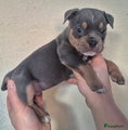 Old English Bulldog Puppy 2