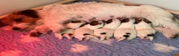 Jack Russel Terriër honden te koop: jackrussell ruwharig  in Odiliapeel - Advertentie 2