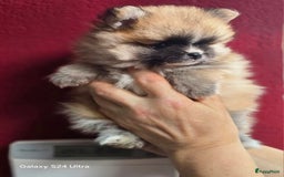 Pomeriaan honden te koop:  Te koop: Pomeranian pups met FCI-stamboom  - Afbeelding 12
