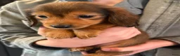 Teckel (langhaar) honden te koop: Langhaar dwergteckel chocolade Cream  - Advertentie 17
