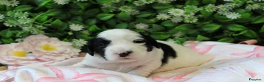 Tibetaanse Terriër Puppy 5