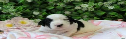Tibetaanse Terriër honden te koop: Tibetaanse terrier pups  - Advertentie 13