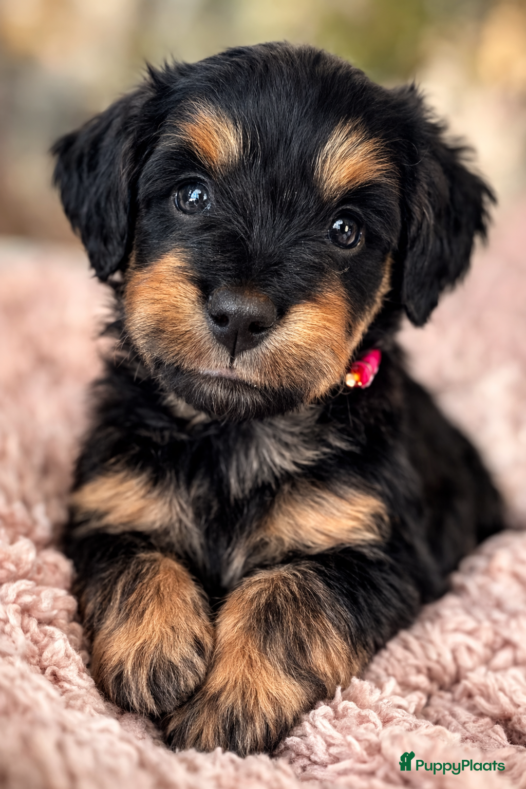 Kruising honden 🤩MALLETECKEL😍🐾dwergteckel X maltezer 🐾  - Advertentie 1