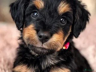 Kruising honden 🤩MALLETECKEL😍🐾dwergteckel X maltezer 🐾 - Advertentie 1