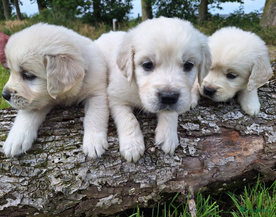 Golden Retriever honden te koop: Prachtige golden retriever pups stamboom  - Afbeelding 9