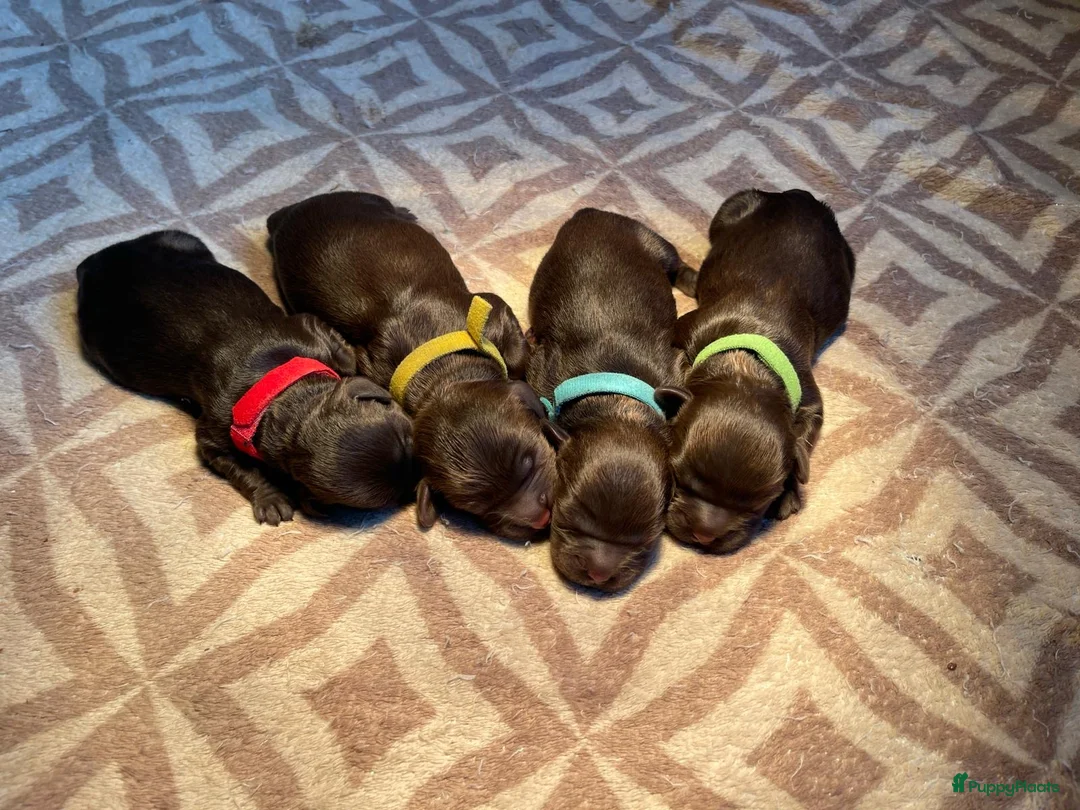 Australian Labradoodle honden te koop: Medium Chocolade labradoodles met Australian bloed - Advertentie 8