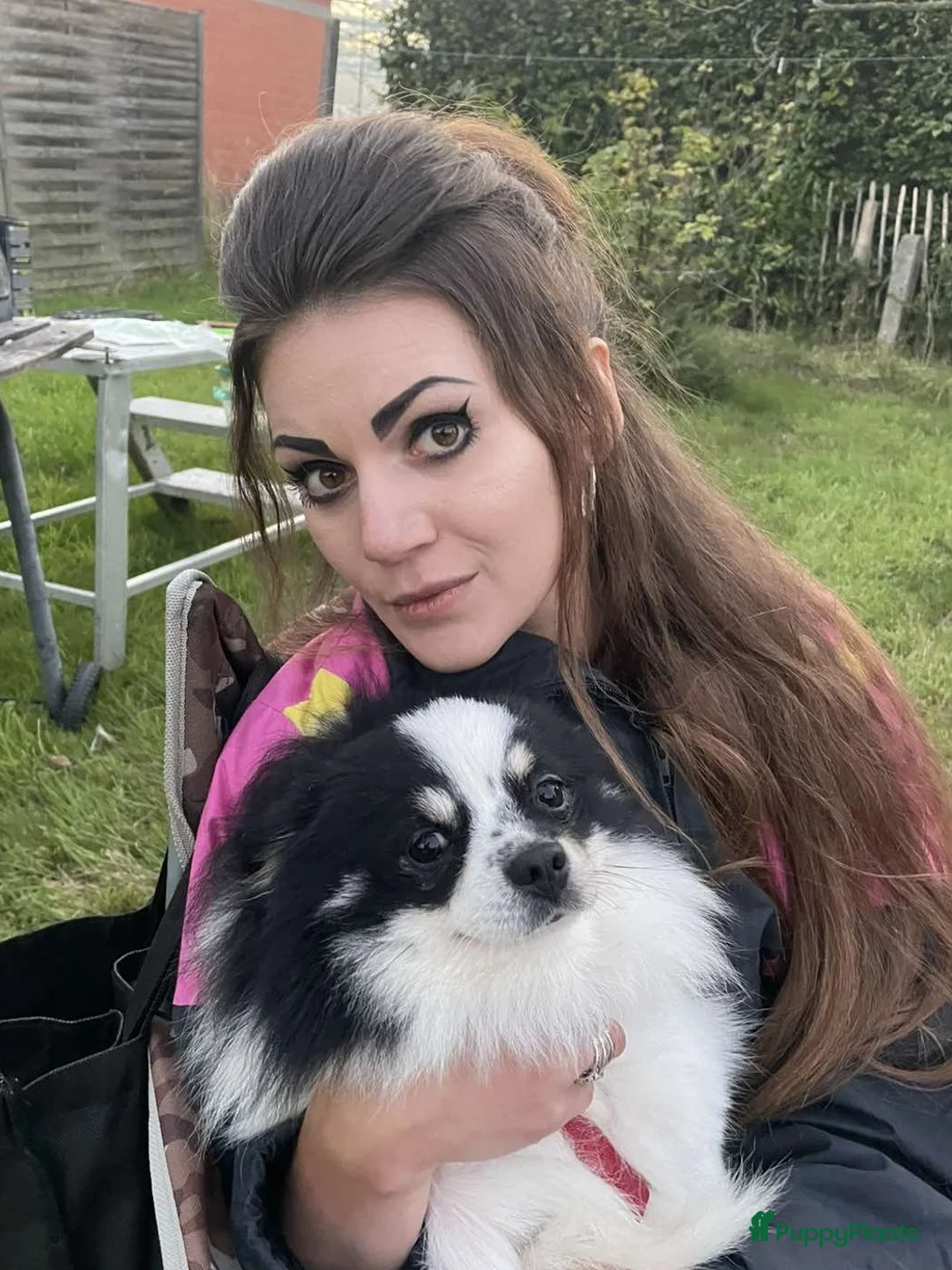 Pomeriaan honden ter dekking: Pomeriaan dekreu klaar voor de date in Terneuzen - Advertentie 3