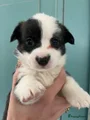 Welsh Corgi Cardigan Puppy 6