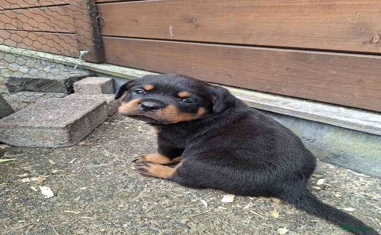 Rottweiler honden - Advertentie 6