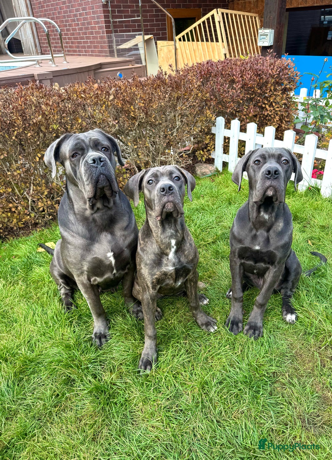 Cane Corso honden te koop: Trained Cane Corso puppies - Advertentie 1