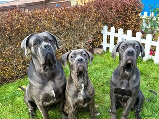 Cane Corso honden Trained Cane Corso puppies - Advertentie 12