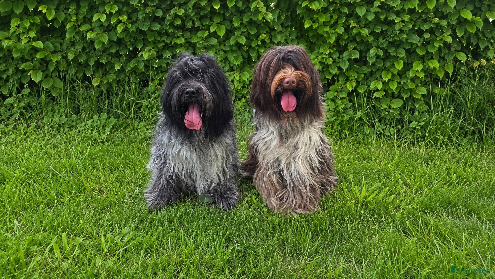 Nederlandse Schapendoes honden Prachtige schapendoesjes - Advertentie 2